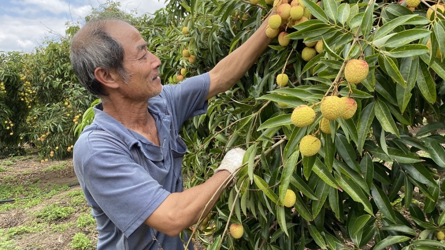 Vải Lục Ngạn trên đất cao nguyên: Nông dân thu lời hàng tỷ đồng